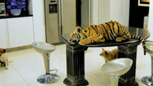tiger-rest-room